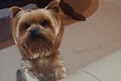 My cute dog Ninnie is an intelligent and friendly Yorkshire Terrier - Tualise, Ninnie's guardian